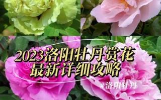 《以牡丹之城出装攻略最新》（掌握牡丹之城的装备选择，一战成名！）