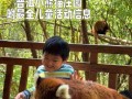 小熊猫启蒙游戏攻略（通过游戏帮助孩子提升认知与动手能力，让他们在快乐中学习成长）