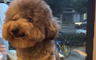 《小狗咖啡馆》钻石获取攻略！（如何快速获得游戏中的钻石？玩家必看！）