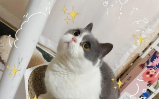 神医奶猫出装攻略（打造最强女主角！跟着攻略，成为最具威力的神医奶猫！）