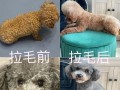 《狗子技能搭配攻略大全》（掌握狗子技能，成为攻击之王）