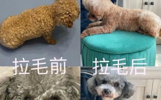 《狗子技能搭配攻略大全》（掌握狗子技能，成为攻击之王）