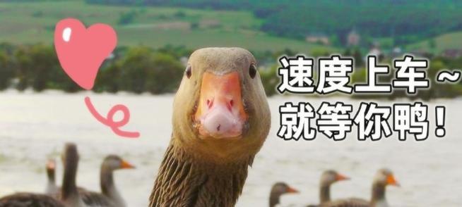 《鹅鸭杀炸弹》-第2张图片-游戏攻略港