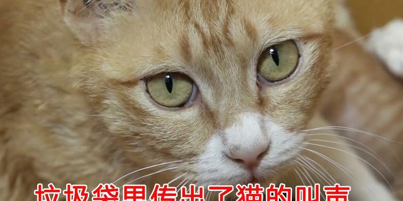 垃圾小猫技能加点攻略大全（成为顶级玩家的秘诀揭秘！）-第3张图片-游戏攻略港