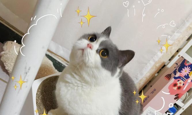 神医奶猫出装攻略（打造最强女主角！跟着攻略，成为最具威力的神医奶猫！）-第1张图片-游戏攻略港