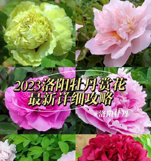 《以牡丹之城出装攻略最新》（掌握牡丹之城的装备选择，一战成名！）-第1张图片-游戏攻略港