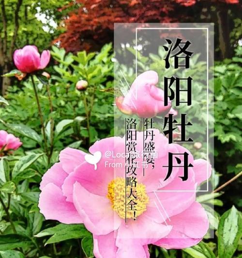 《以牡丹之城出装攻略最新》（掌握牡丹之城的装备选择，一战成名！）-第2张图片-游戏攻略港