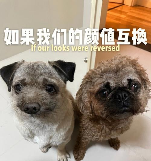 《狗子技能搭配攻略大全》（掌握狗子技能，成为攻击之王）-第2张图片-游戏攻略港