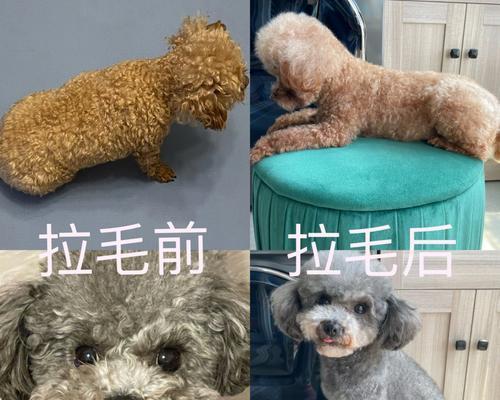 《狗子技能搭配攻略大全》（掌握狗子技能，成为攻击之王）-第1张图片-游戏攻略港
