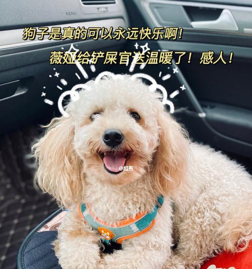 《狗子技能搭配攻略大全》（如何搭配狗子技能打造最强战斗力）-第3张图片-游戏攻略港