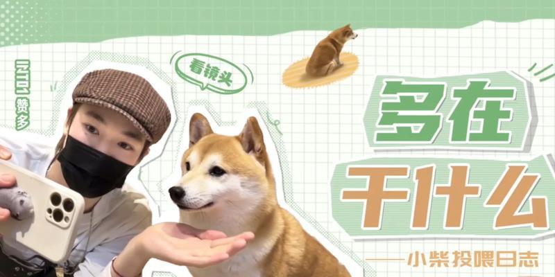 聪明的柴犬游戏攻略（挑战智力极限，与柴犬玩转游戏世界）-第2张图片-游戏攻略港
