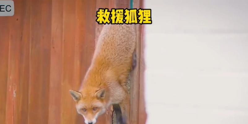 《成熟狐狸救援》游戏攻略（狐狸急救，为生命而战！）-第2张图片-游戏攻略港